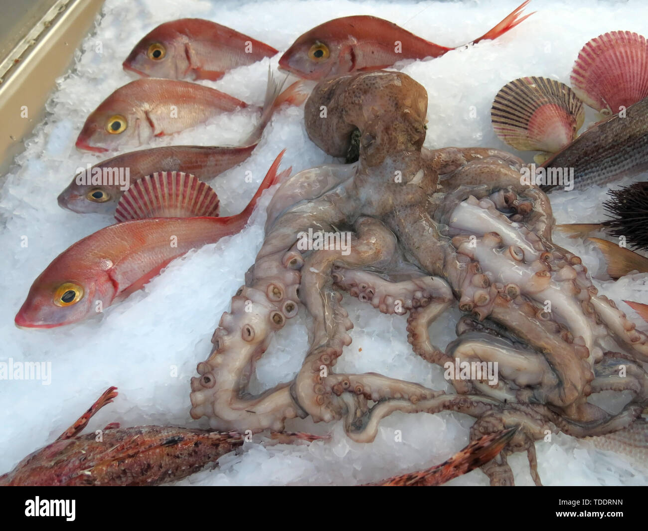 polyps and more fresh fishes on ice Stock Photo