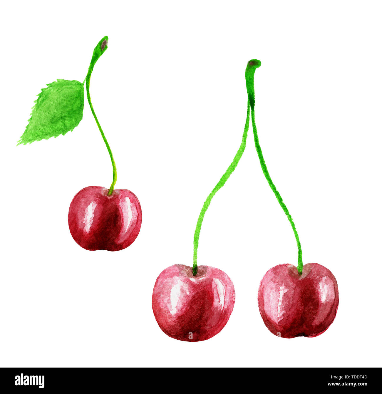 Cherry watercolor hand draw illustration. Cherry fruit branch, cherries