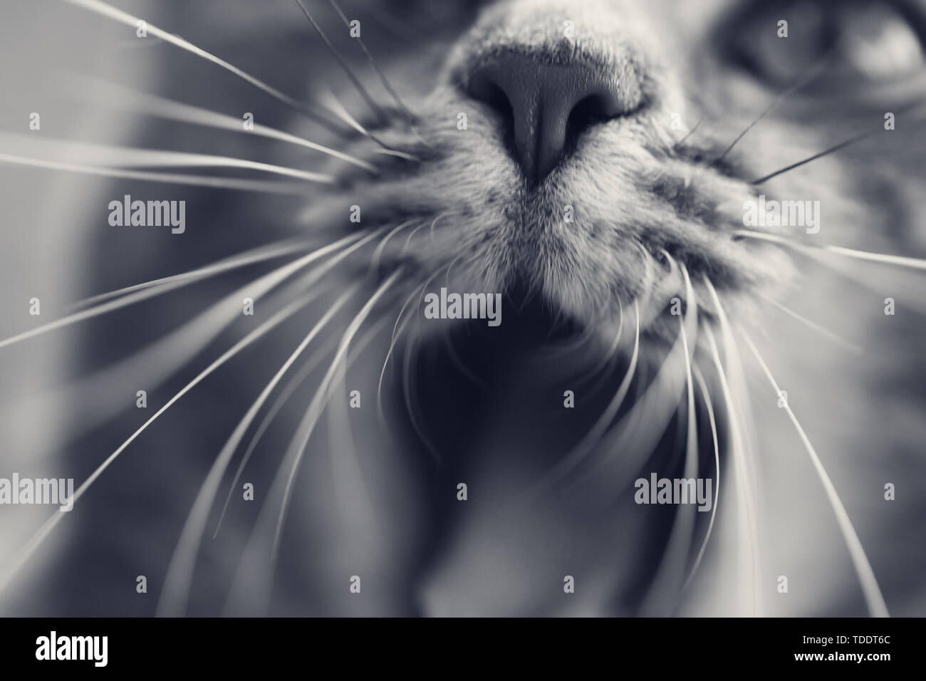 Gray cat is yawning into camera. Close-up view. Selective focus. Black and white toned image. Stock Photo