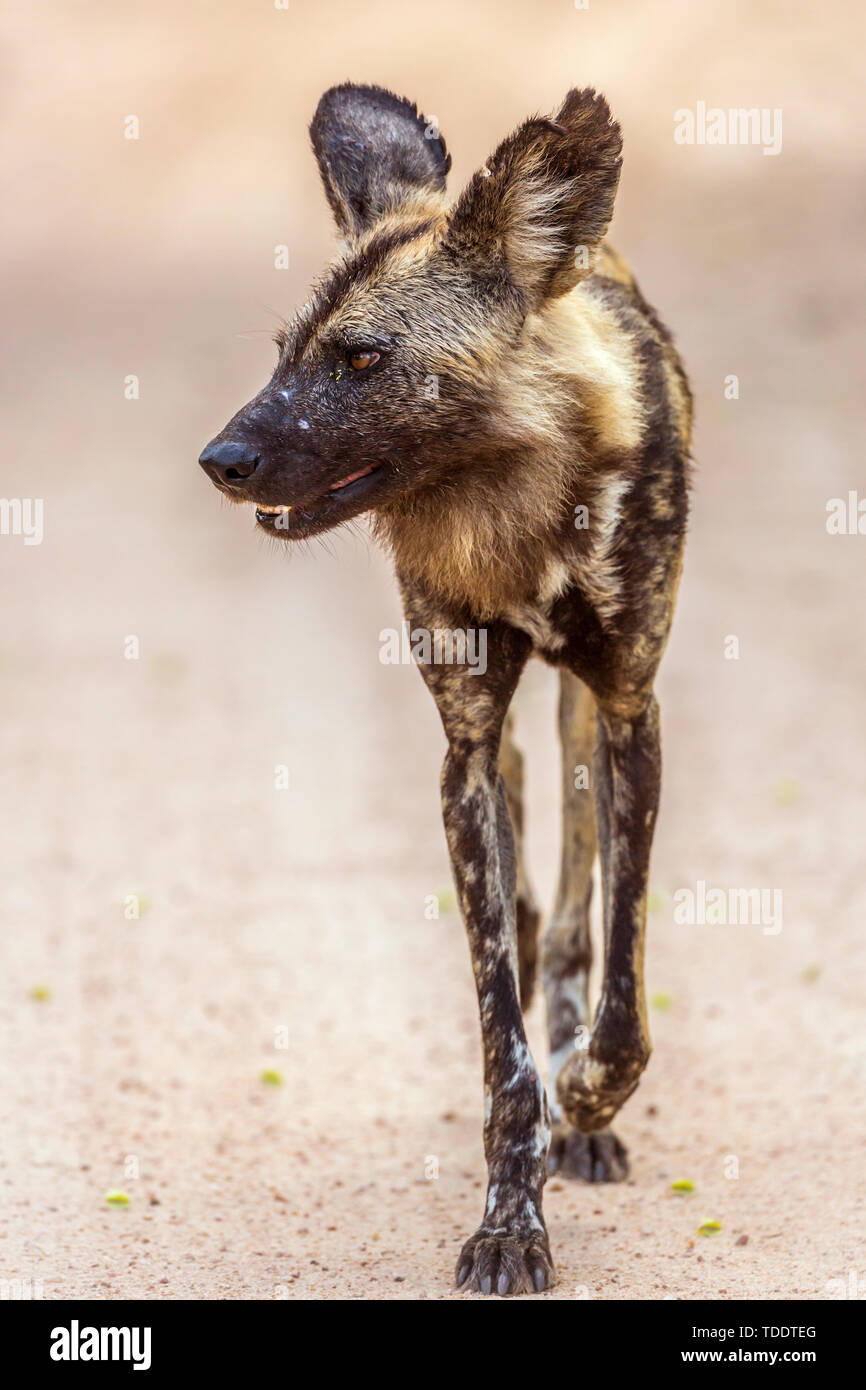 African wild dog in Kruger National park, South Africa ; Specie Lycaon pictus family of Canidae Stock Photo