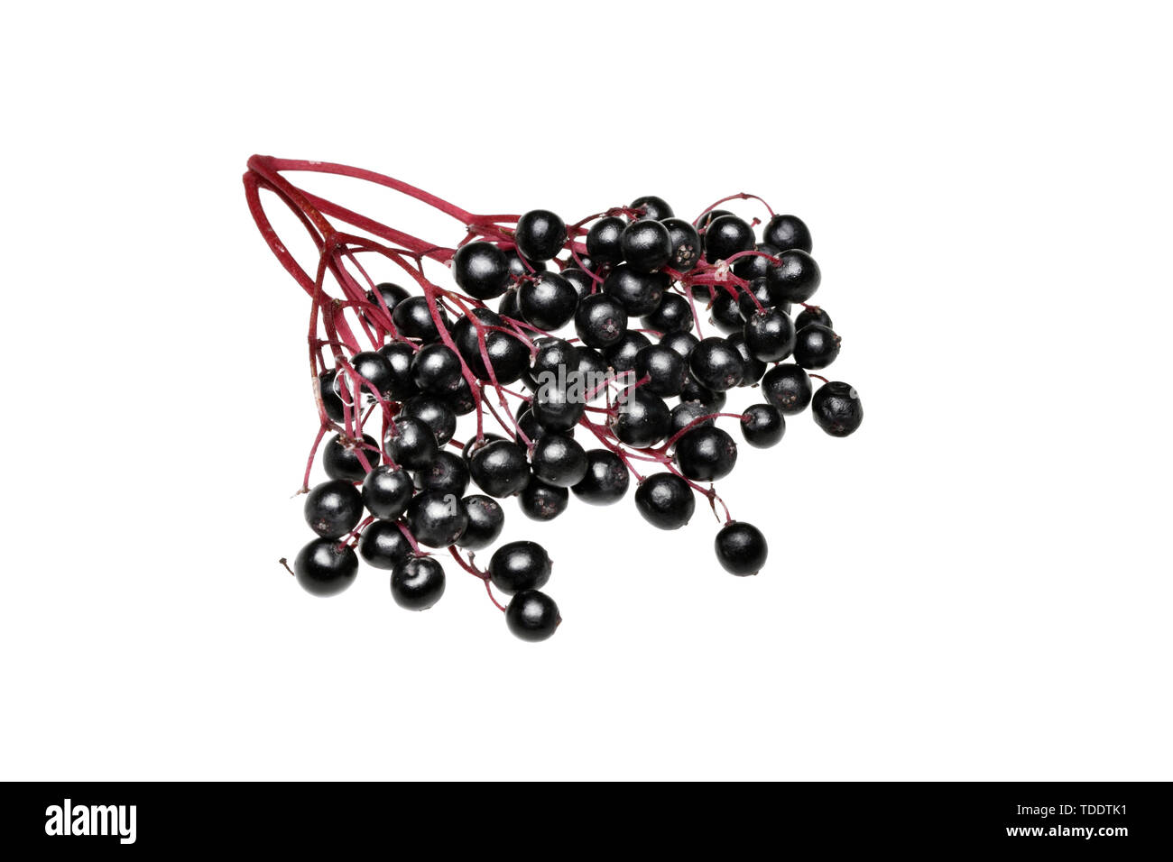 Fresh black elderberry fruit on a white background Stock Photo Alamy