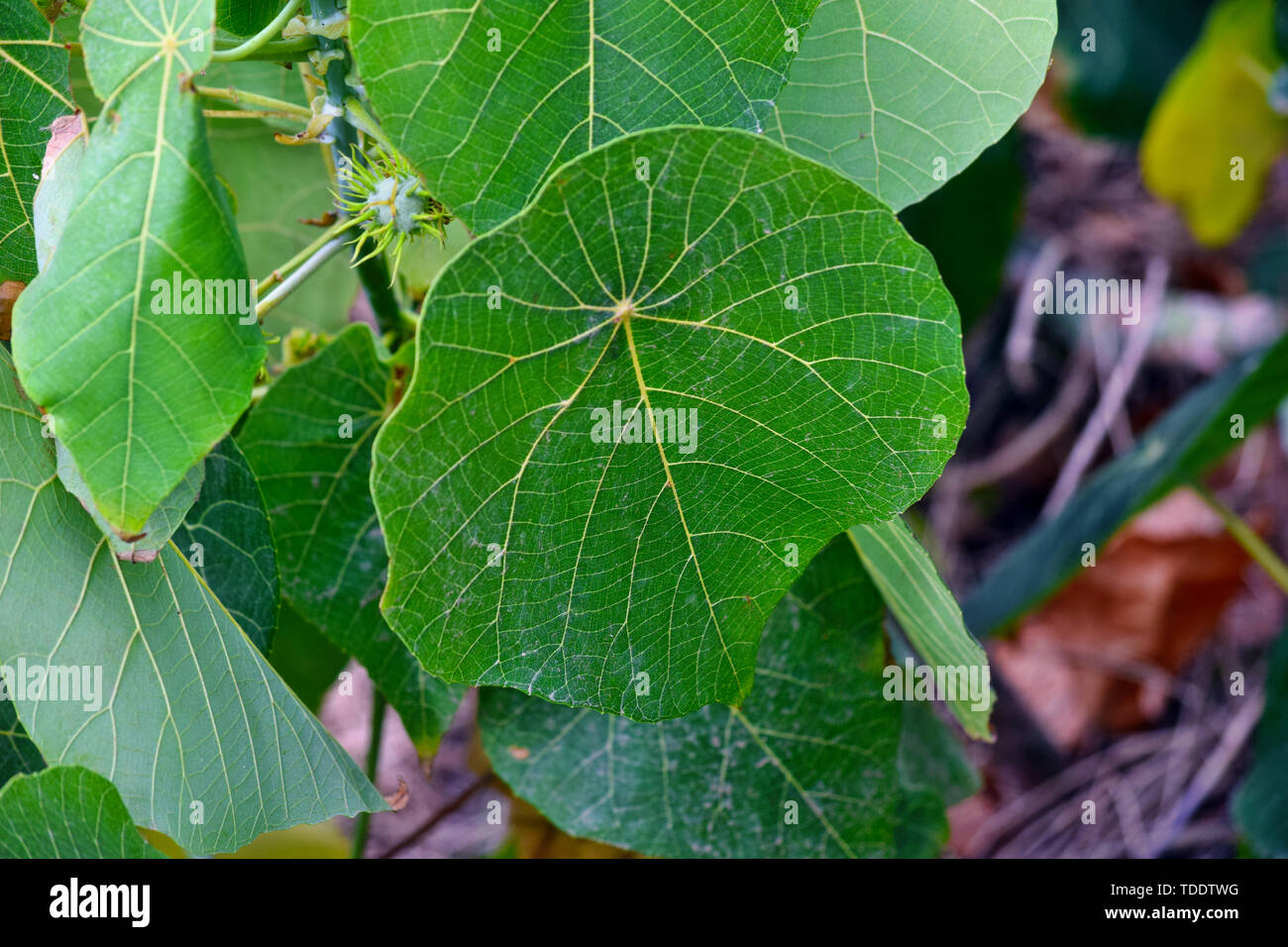 Tropical plant macaranga tanarius at Noosa National Park, Queensland Australia Stock Photo