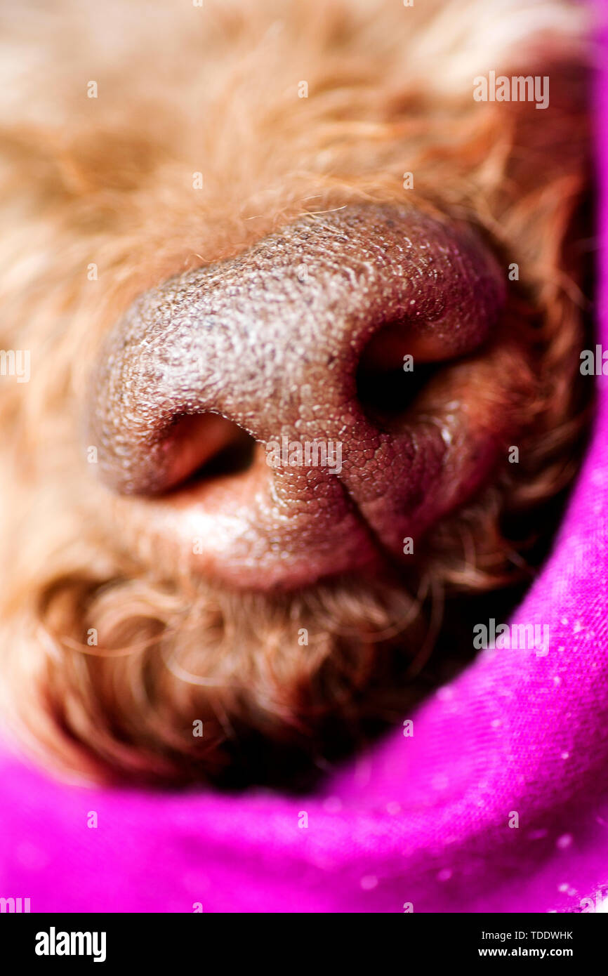 Why Is My Dogs Nose Cold And Dry