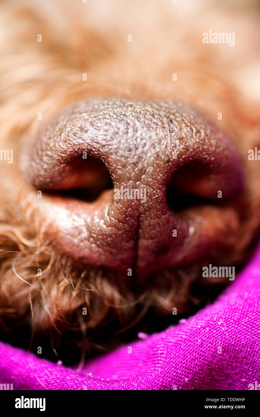 Why Is My Dogs Nose Cold And Dry