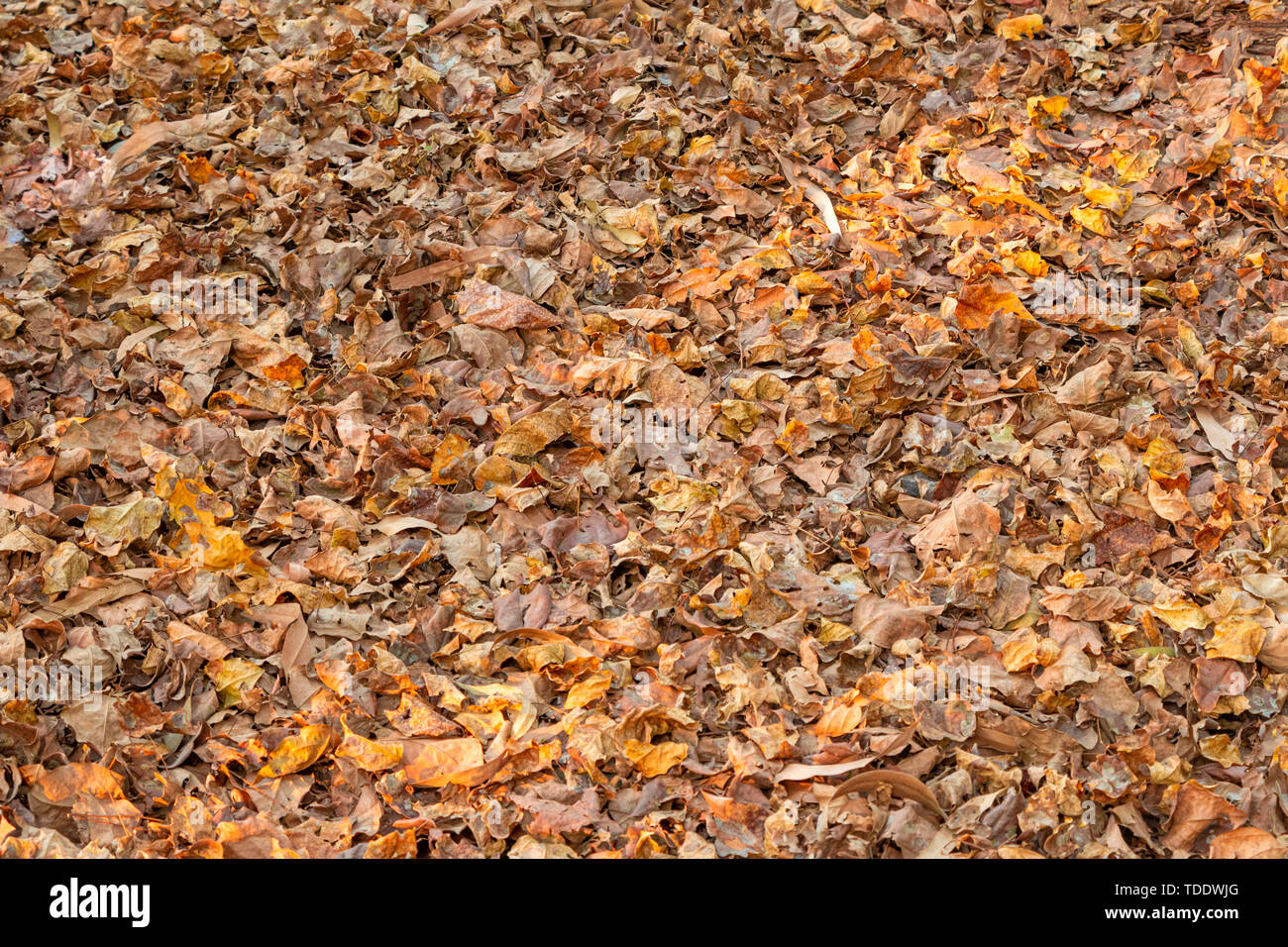 Autumn fallen dry Leaves lying on ground. Stock Photo