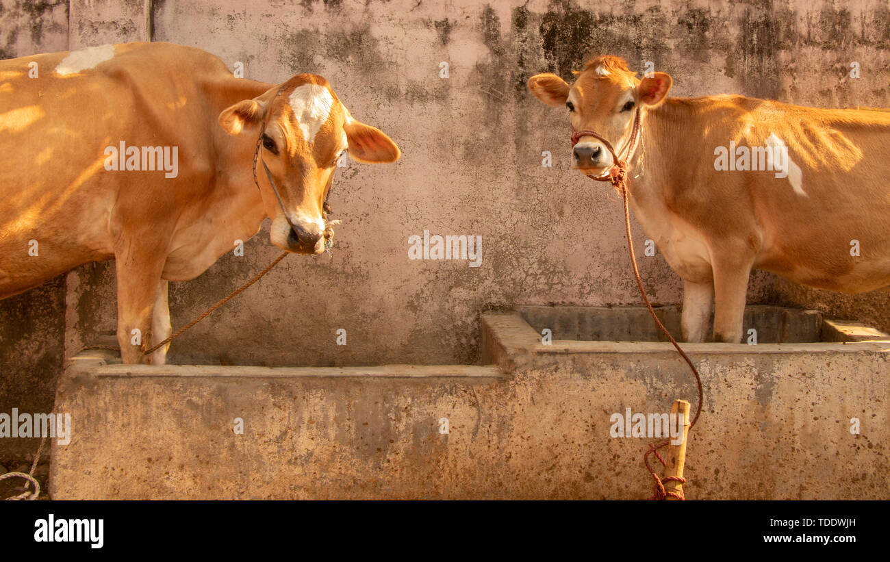Mother Cow and Young Cow Together in stall, tied with rope Stock Photo ...