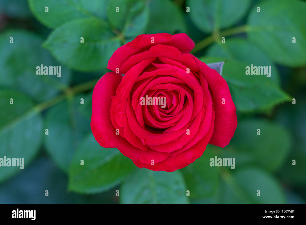 Blurry red rose hi-res stock photography and images - Alamy