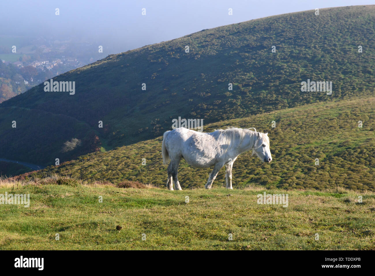 Horse on the hill tops, seen from The Long Mynd in the Shropshire Hills, UK. Stock Photo