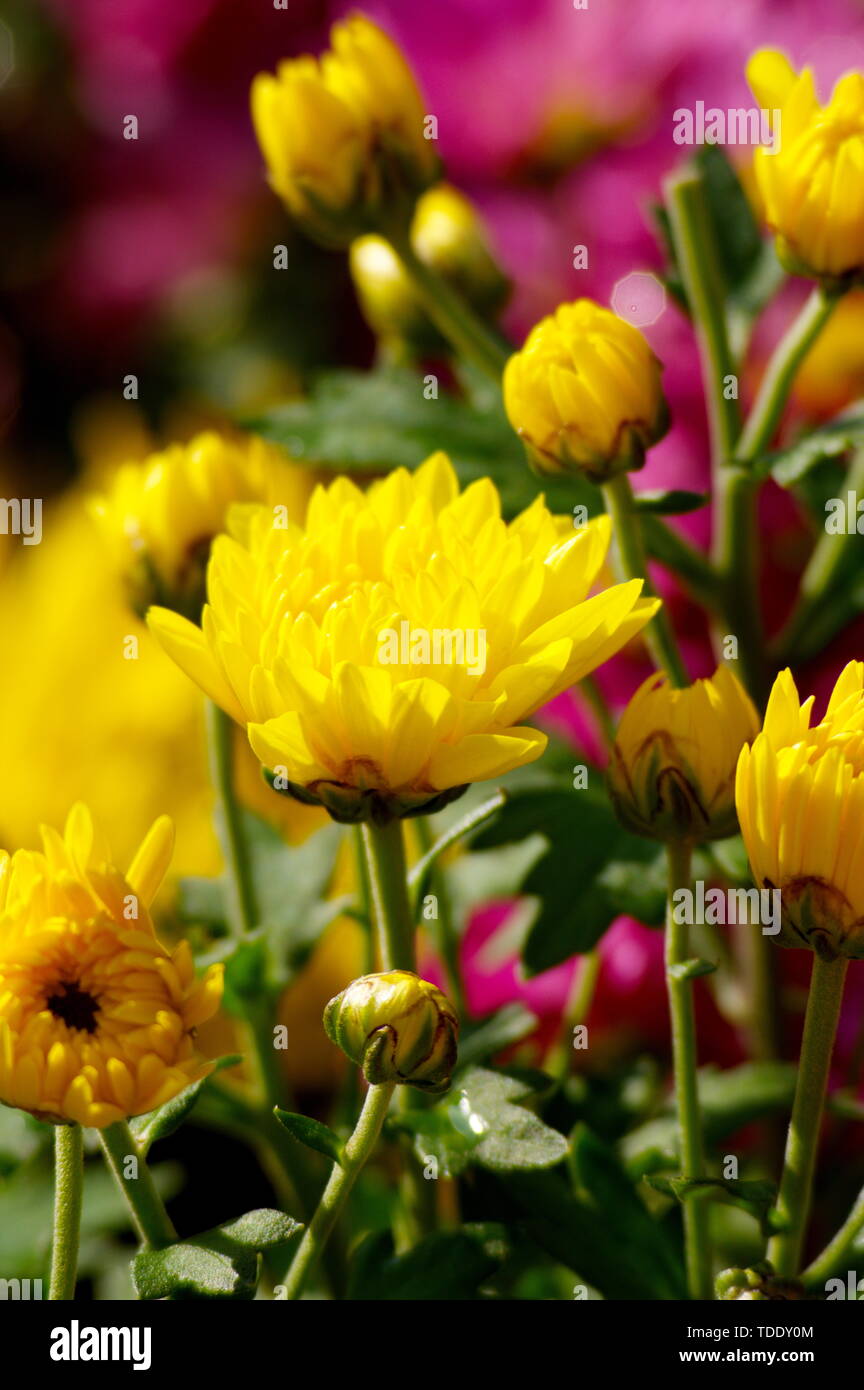 Huang ju hi-res stock photography and images - Alamy