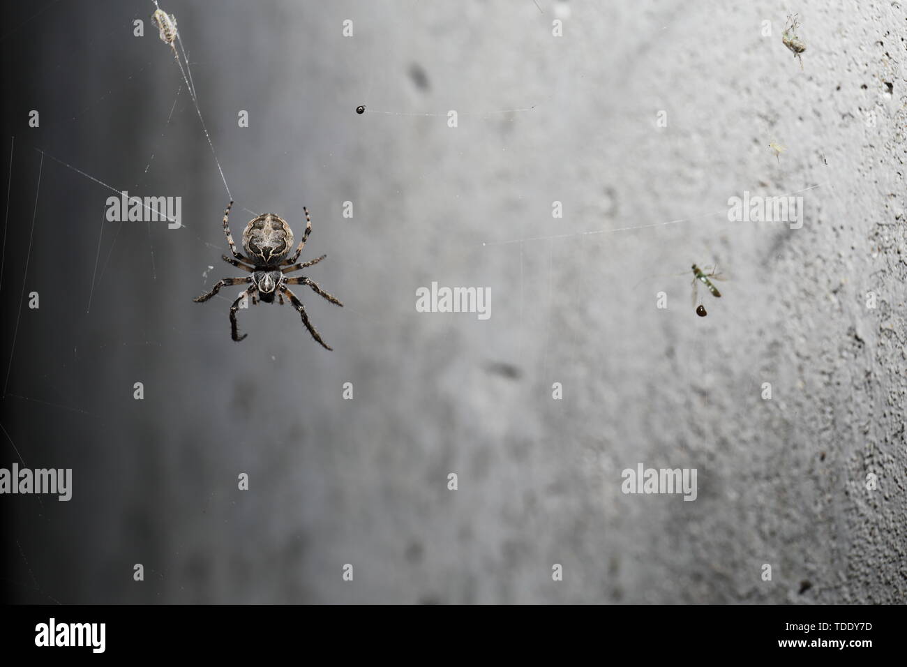 A fat, short legged spider sitting on its web facing downward in front of a concrete wall. Previous kills litter the web. Stock Photo