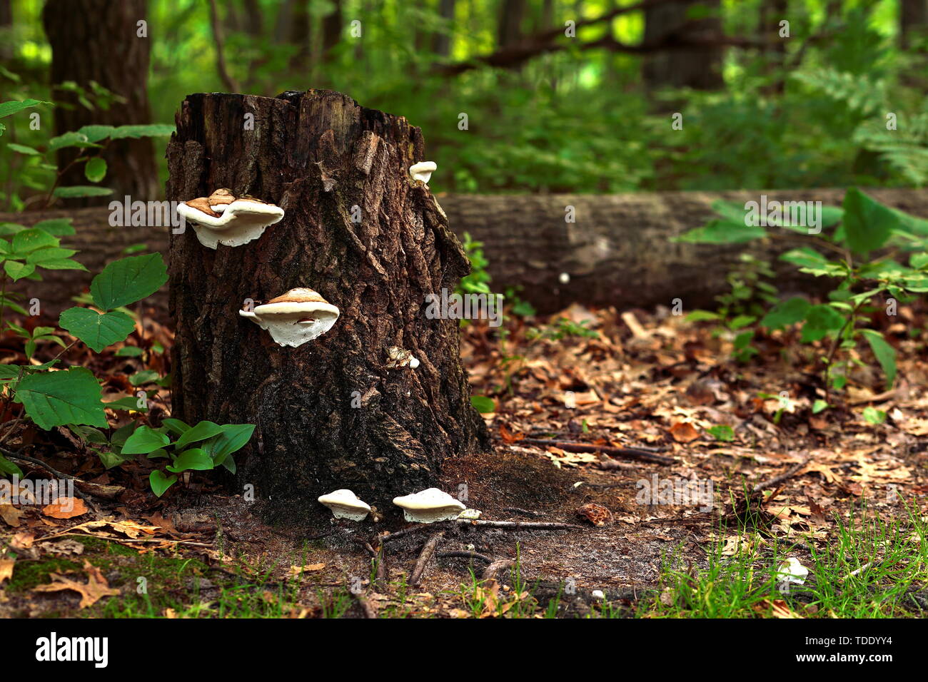 Several white shelf fungi on side of a tree stump in the woods; fallen tree pictured in the background Stock Photo