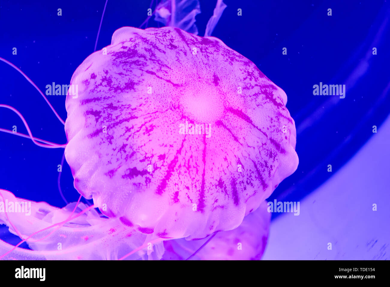 Shanghai Haichang Ocean Park jellyfish Stock Photo Alamy