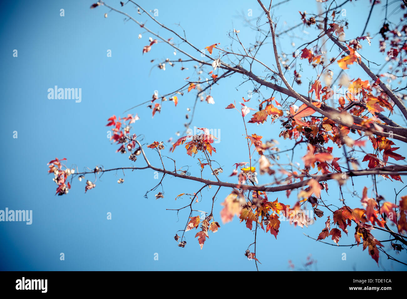 Winter Cherry Tree High Resolution Stock Photography And Images Alamy Winter Cherry Tree High Resolution Stock Photography And Images Alamy