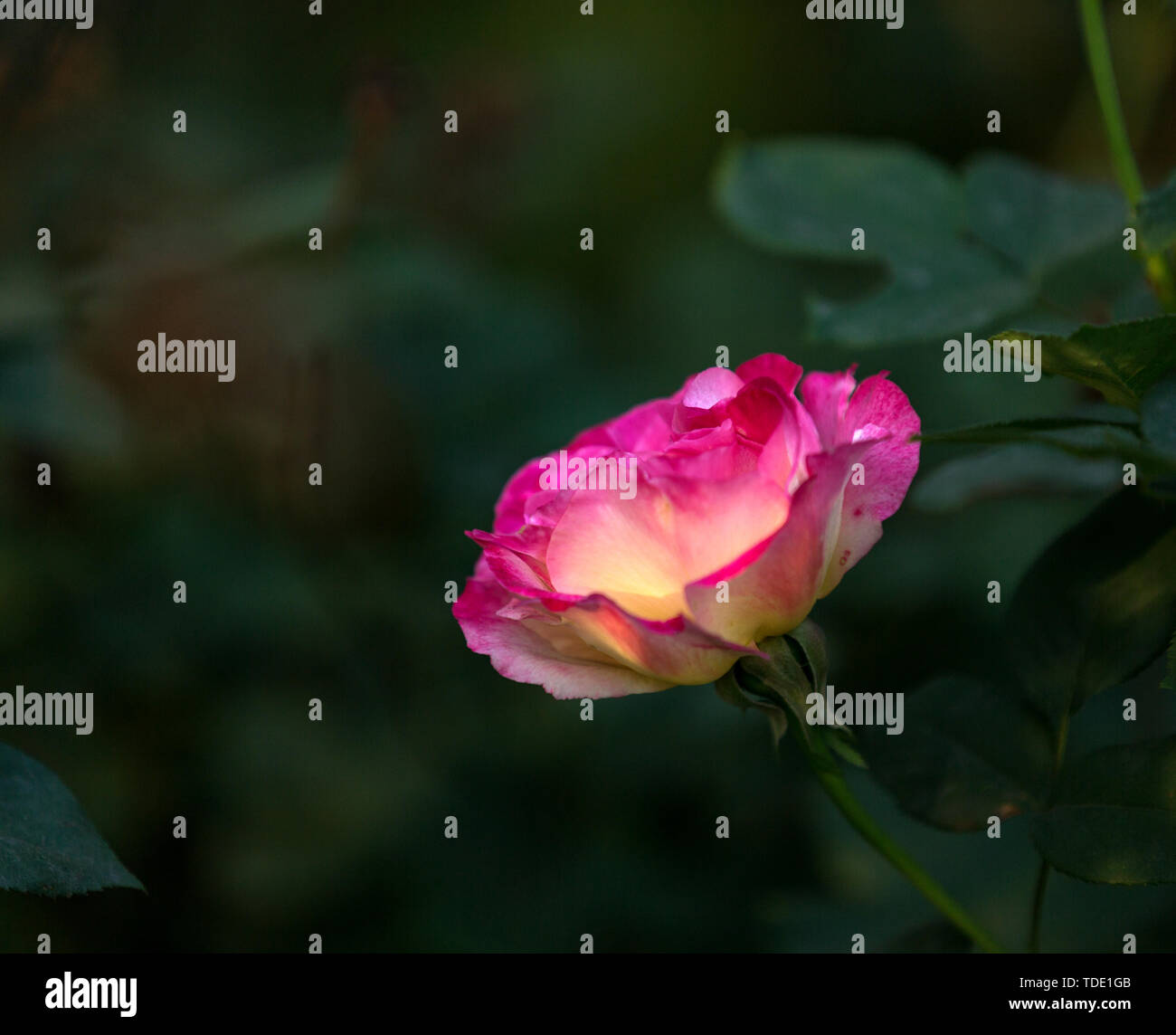 The moon is blooming Stock Photo Alamy