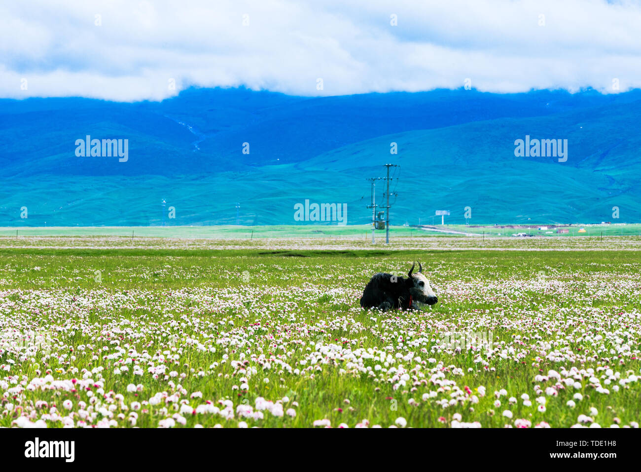 Picture of Qinghai Lake Stock Photo - Alamy