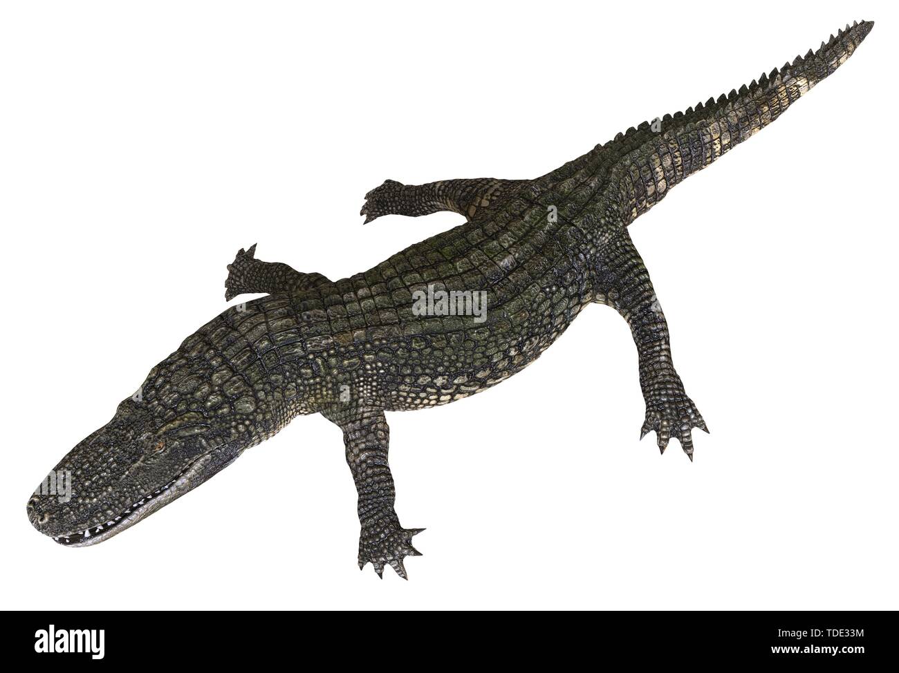 A reference image 3D illustration alligator isolated on white ...
