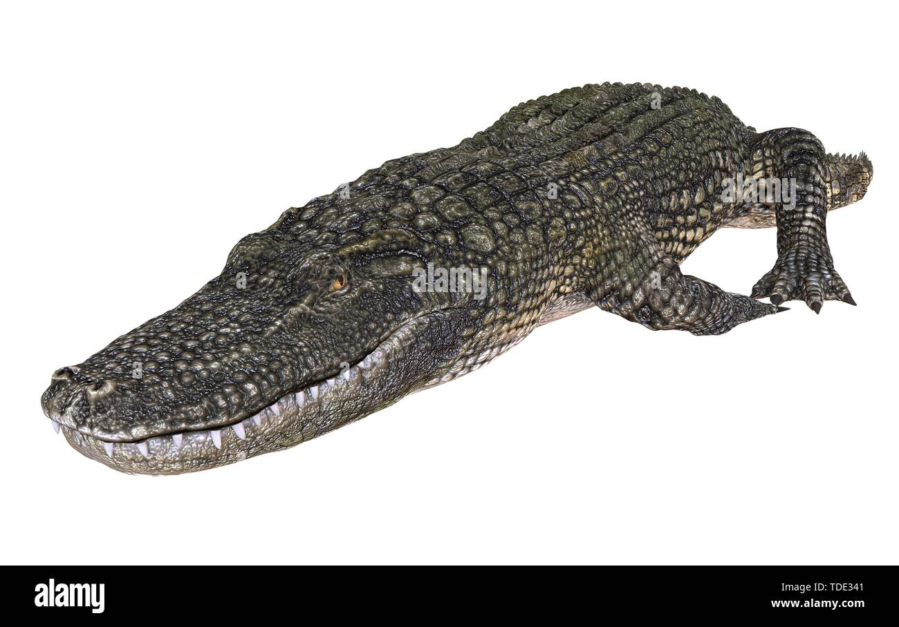 A reference image 3D illustration alligator isolated on white ...
