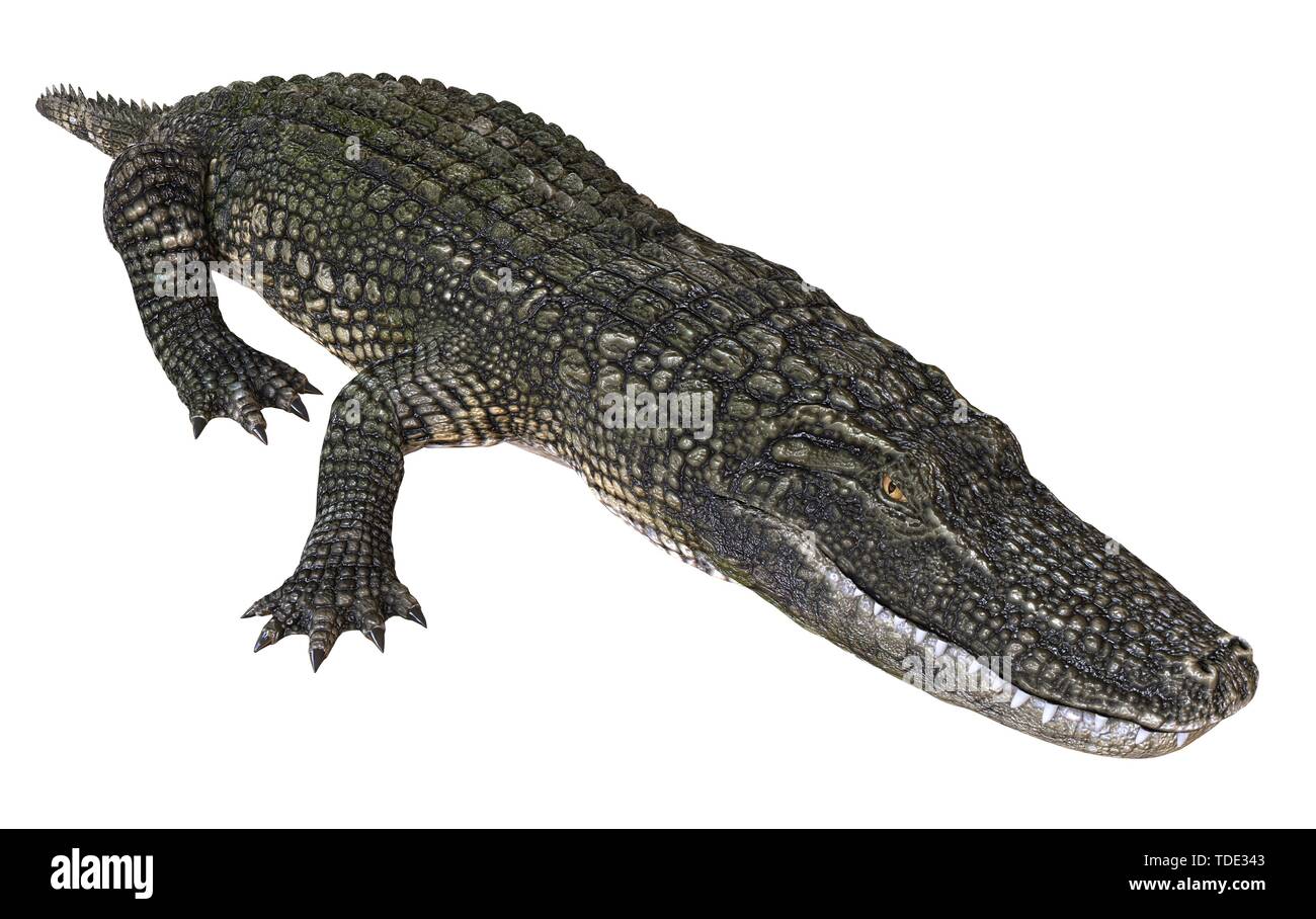 A reference image 3D illustration alligator isolated on white ...