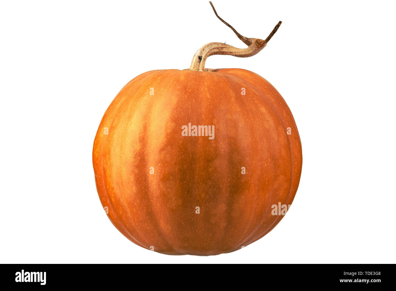 pumpkin isolated on white background Stock Photo - Alamy