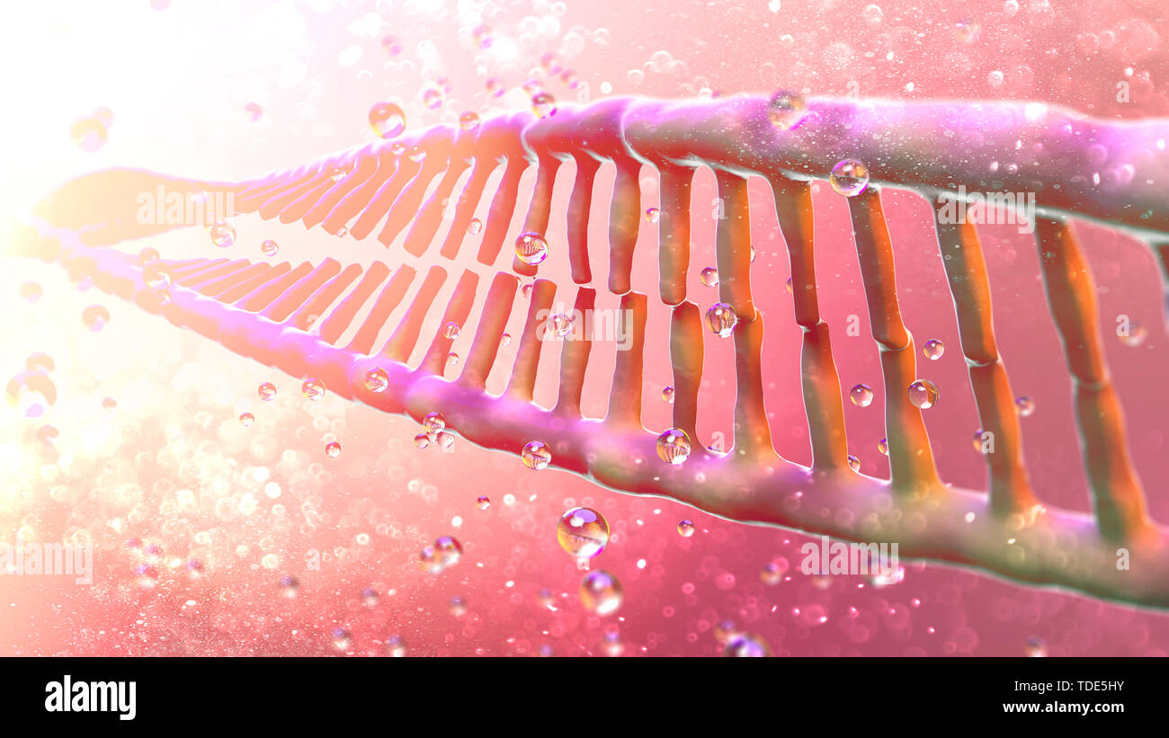 DNA, Deoxyribonucleic acid is a threadlike chain of nucleotides carrying the
