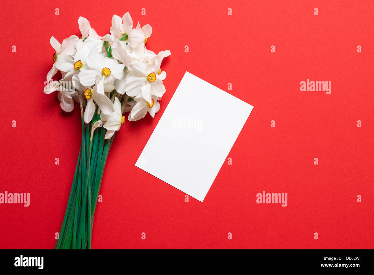 Fresh white daffodils flowers with white mockup A5 paper on a red background for the congratulations of women, moms and daughters. Stock Photo