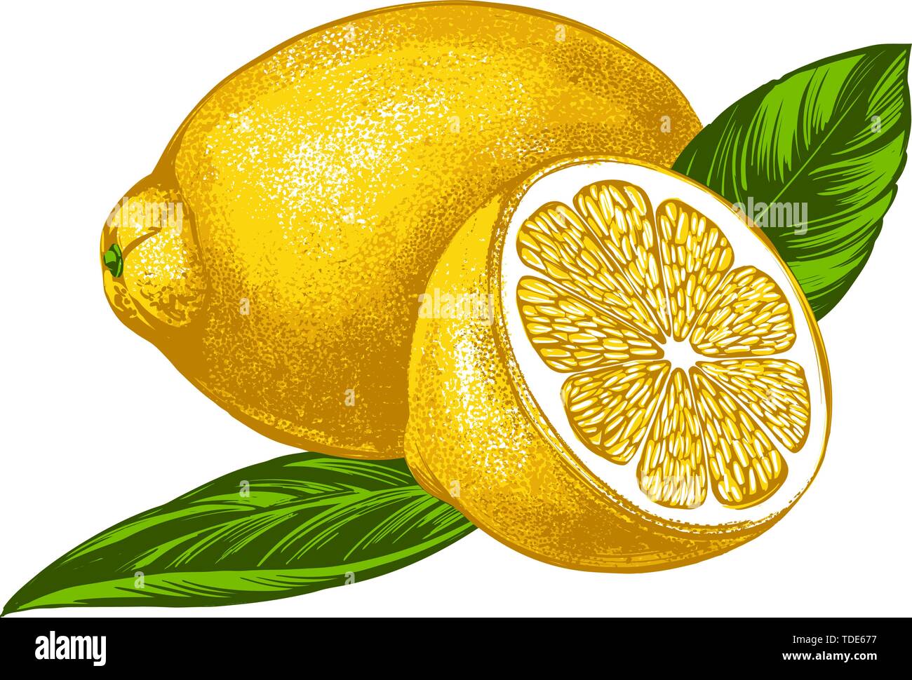 fruit lemon with leaves isolated on white background color vector illustration Stock Vector