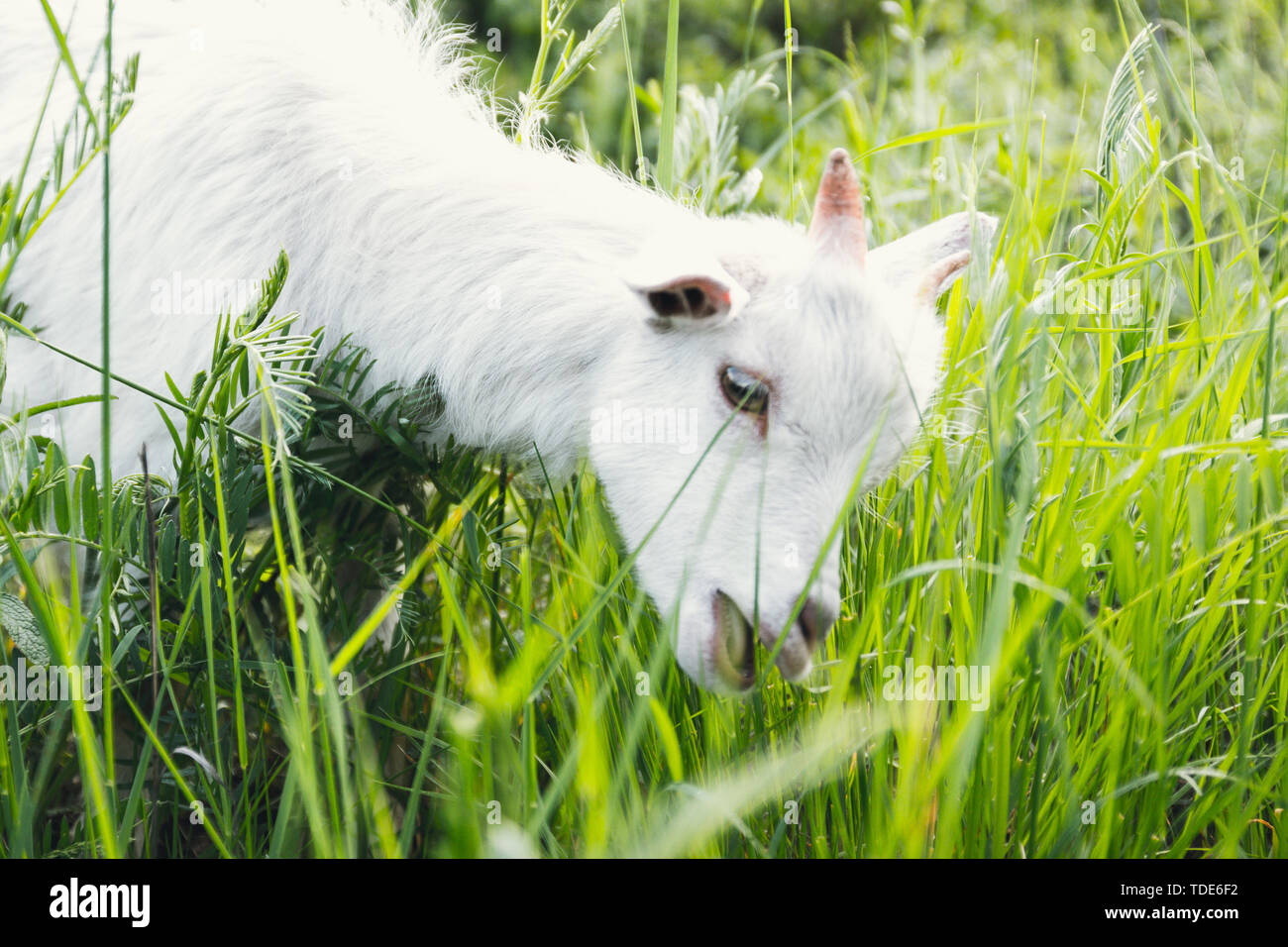 goat kid grazing on meadow near the farm on a summer day Stock Photo ...