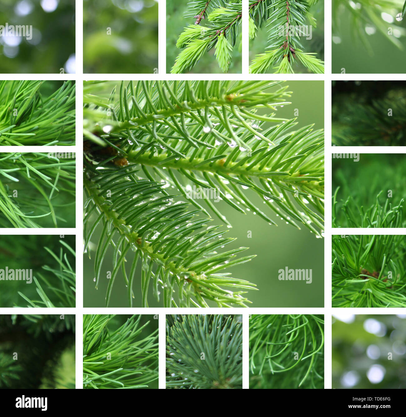 Collage of green coniferous tree with rain droplets Stock Photo