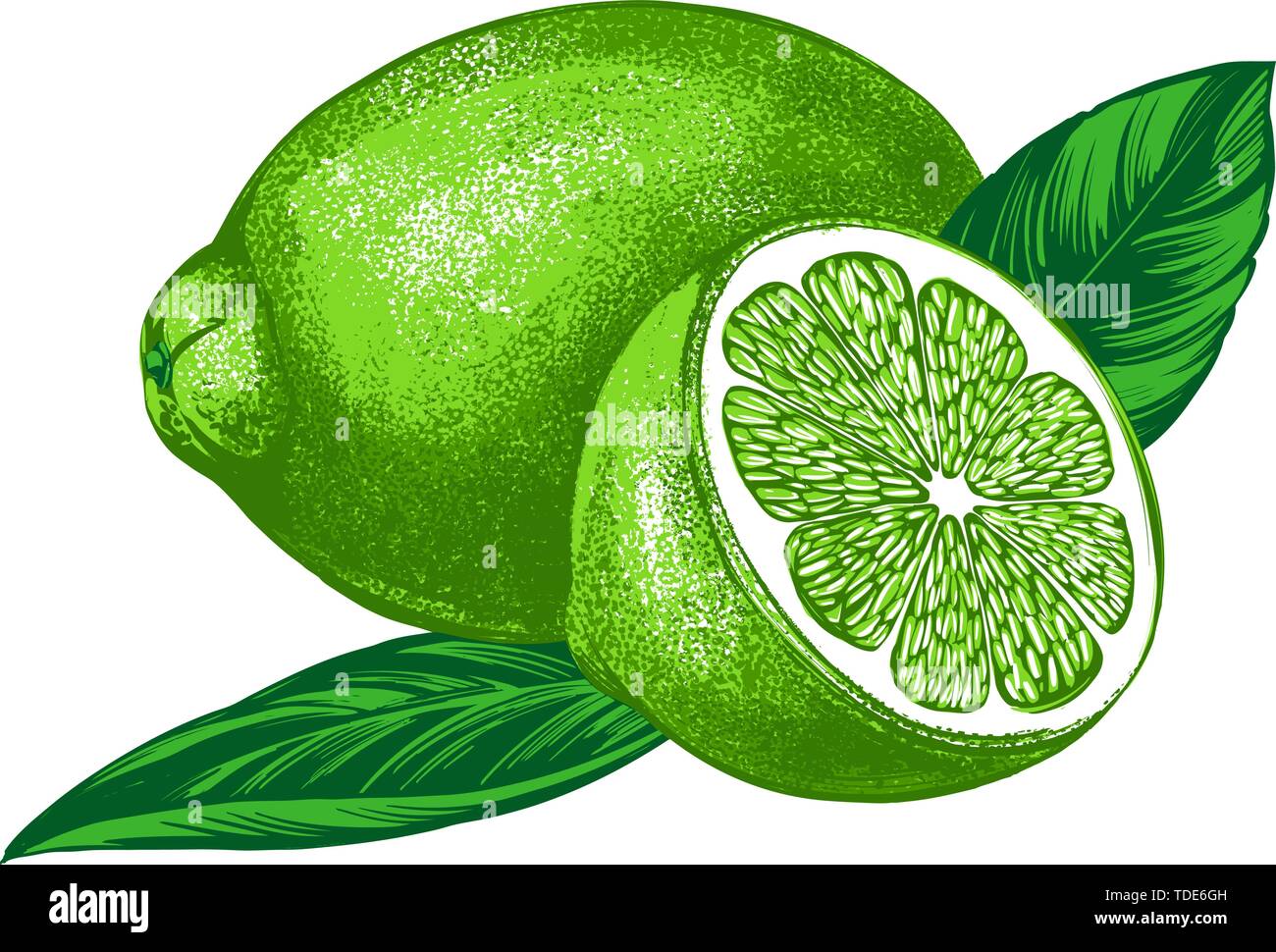 fruit lime with leaves isolated on white background color vector illustration Stock Vector