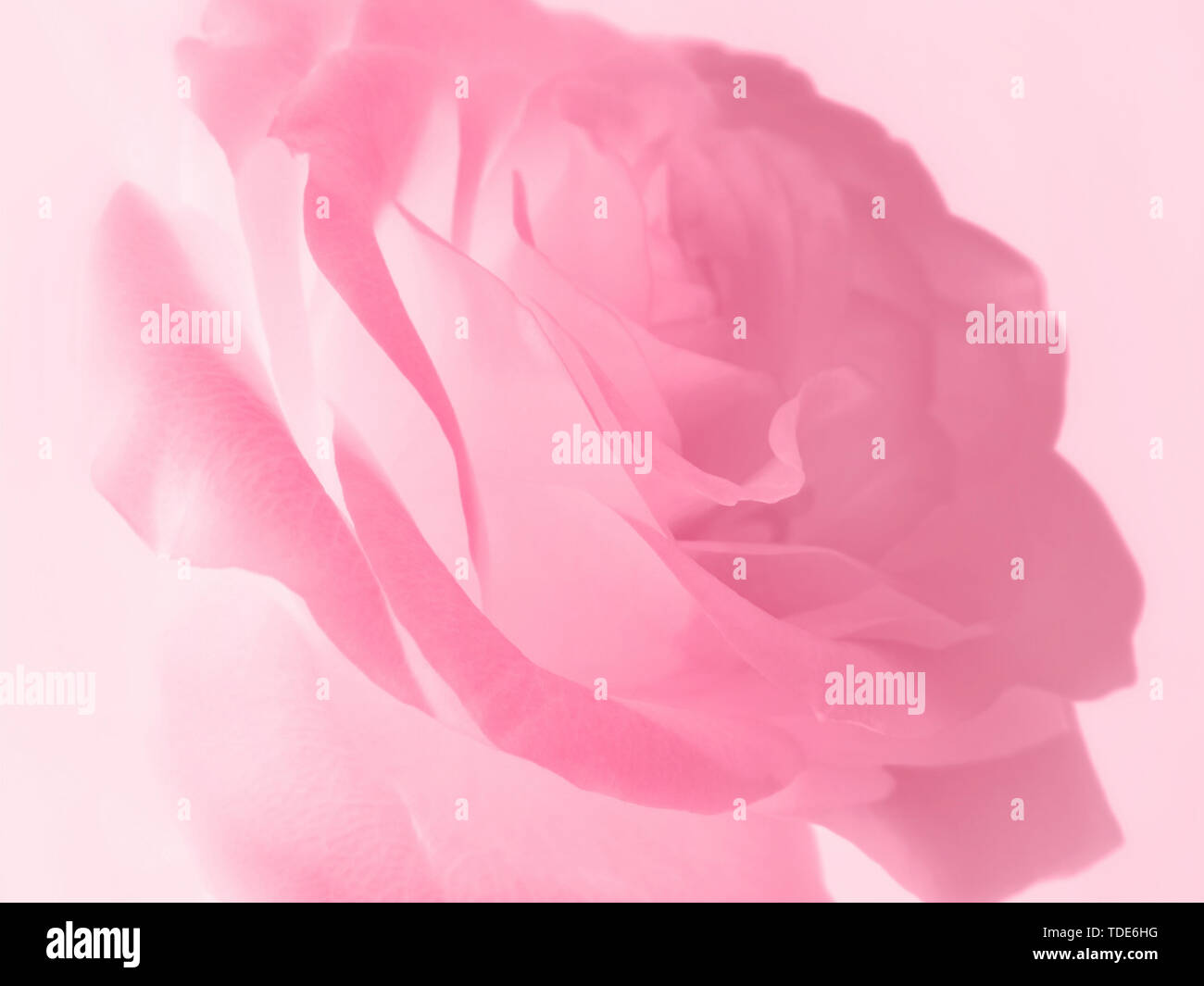 closeup picture of gentle pink rose background Stock Photo