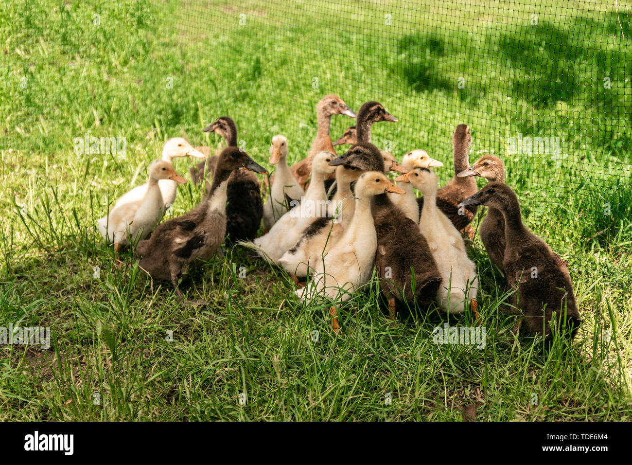 Family of goslings eating on the green meadow Stock Photo