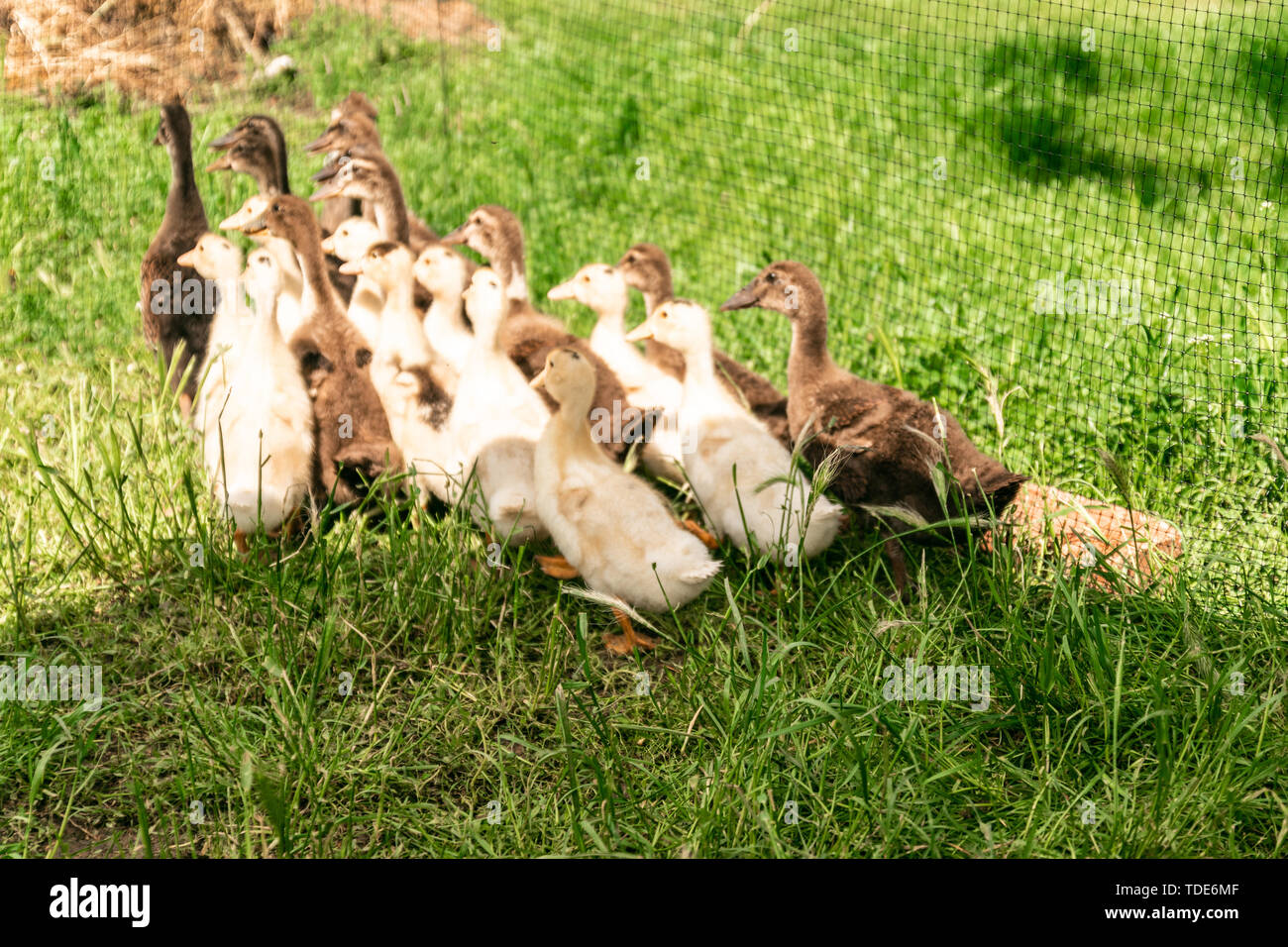 Family of goslings eating on the green meadow Stock Photo