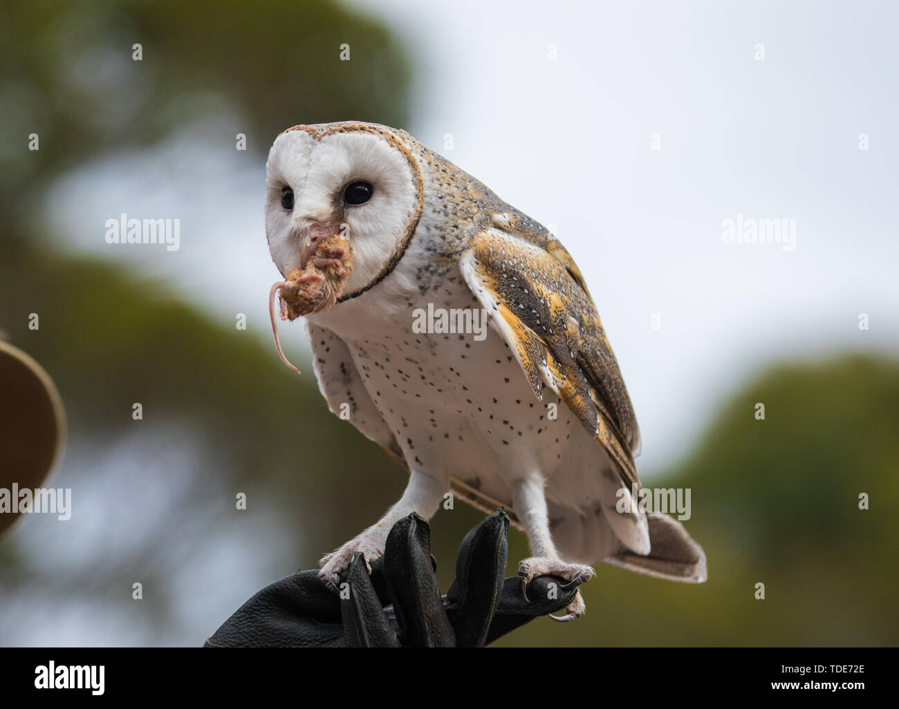 Cute Barn Owl Tyto Alba With Large Eyes Caught A Mouse And Eats