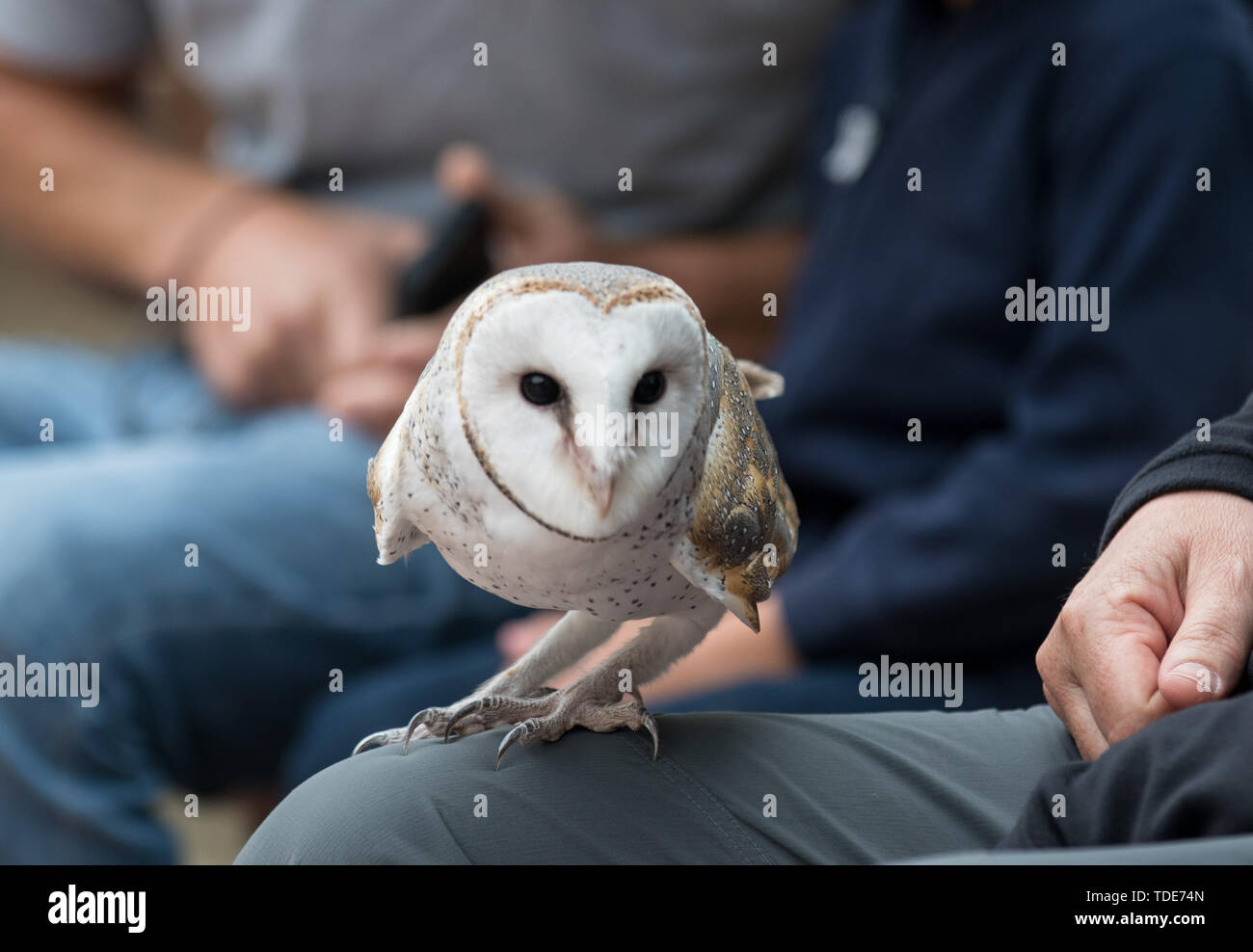 Cute Barn Owl Tyto Alba With Large Eyes Sitting On A Lap Of Its