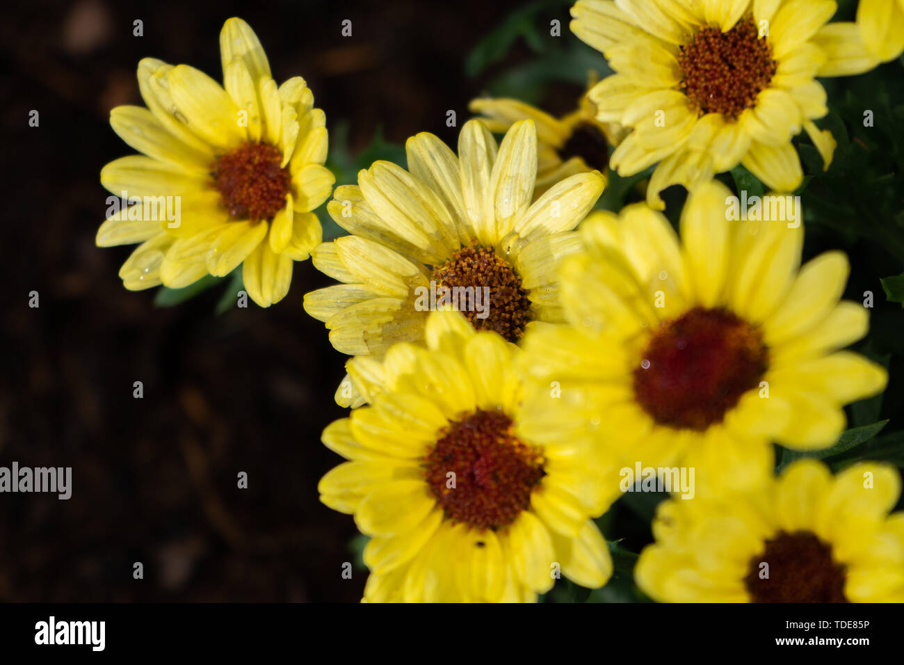 The flower is a small shrub 30-120 cm tall. The flowers are single flowers. The flowers are yellow. In the center of the flower is reddish brown. Stock Photo