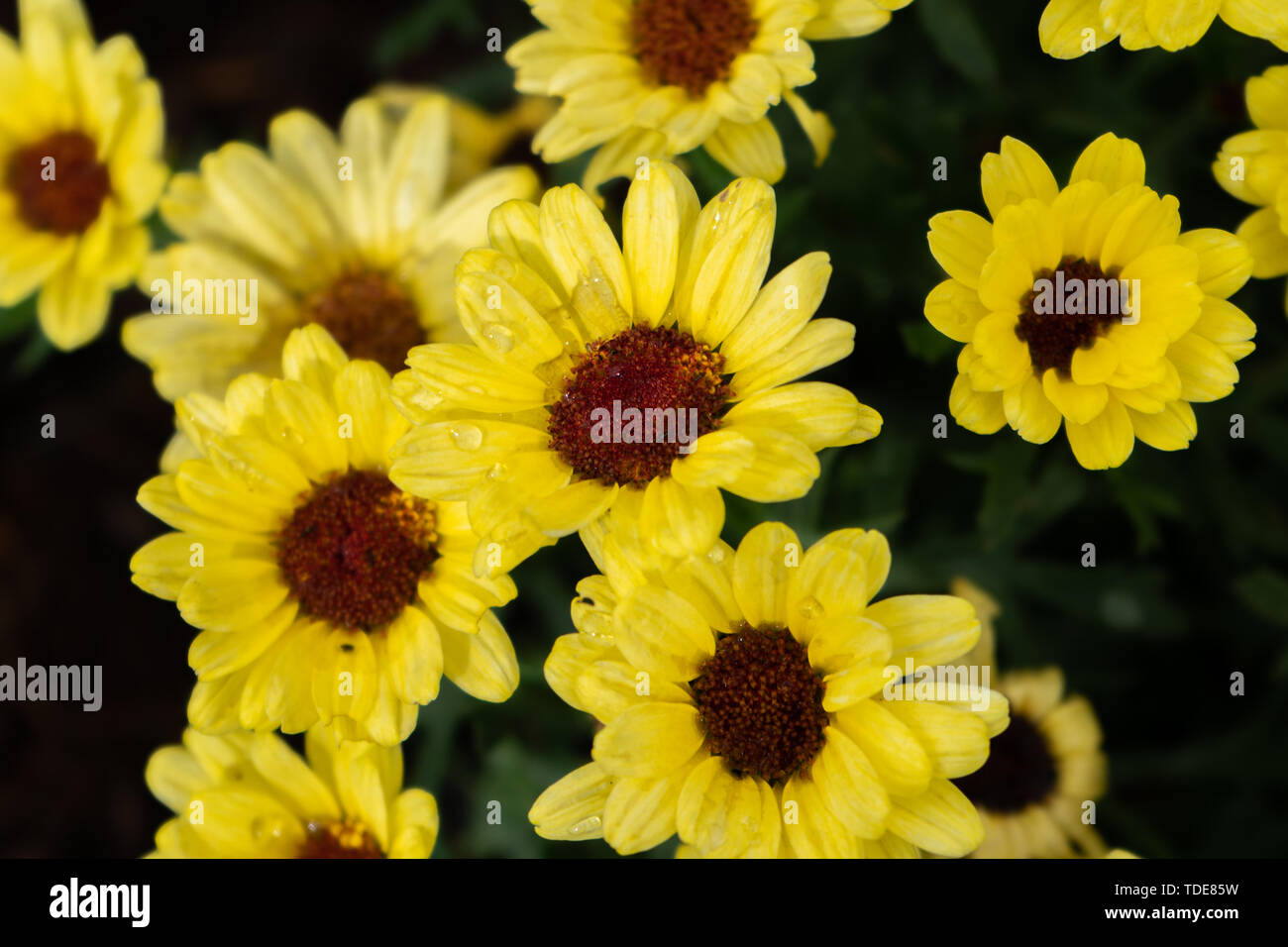 The flower is a small shrub 30-120 cm tall. The flowers are single flowers. The flowers are yellow. In the center of the flower is reddish brown. Stock Photo