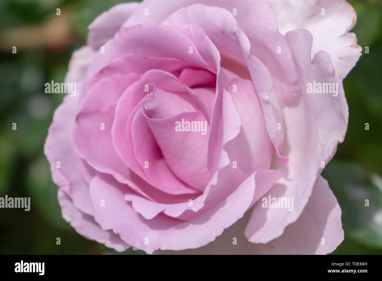 Beautiful single pink rose isolated on white background Stock Photo - Alamy