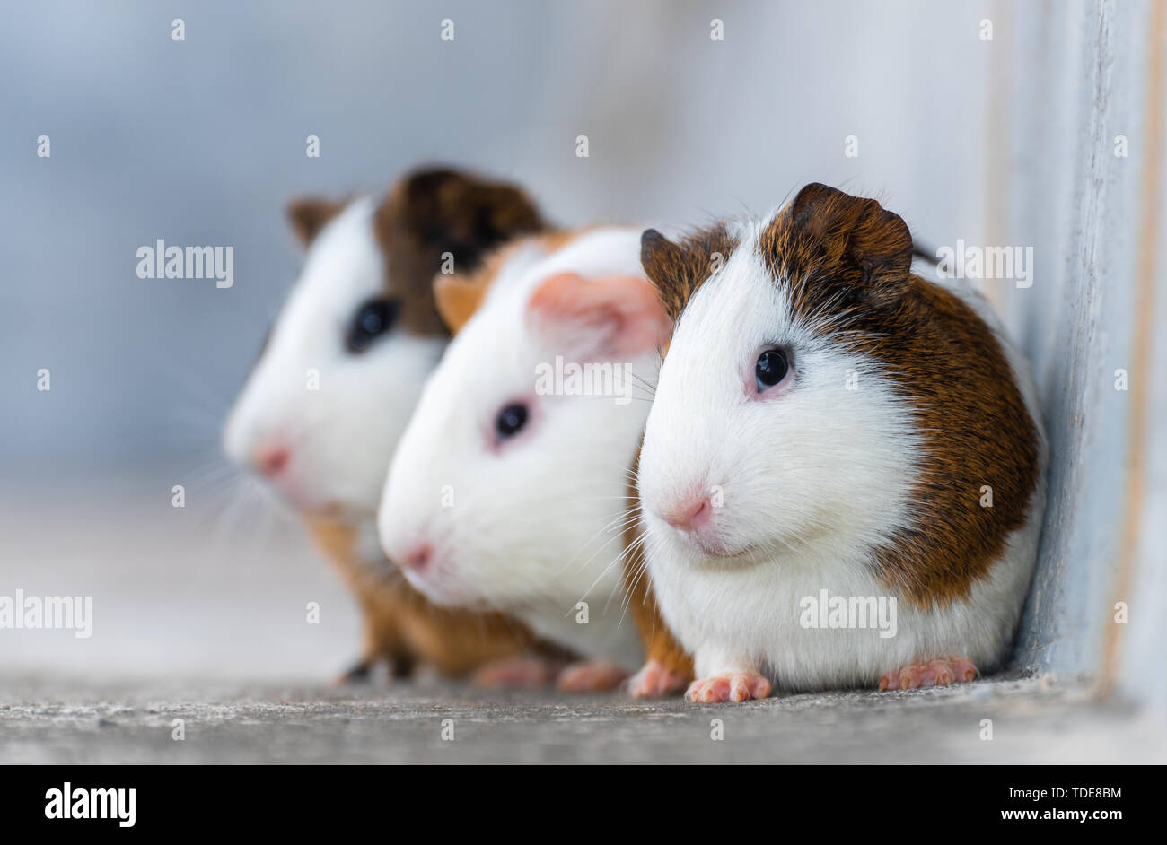 Three guinea pigs / Dutch rats / Dutch pigs / guinea pigs looking in