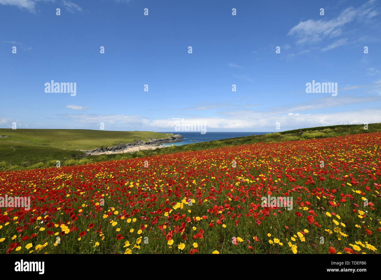 Colourful fields of wild poppy flowers and corn marigolds at west Pentire in Cornwall, UK Stock Photo