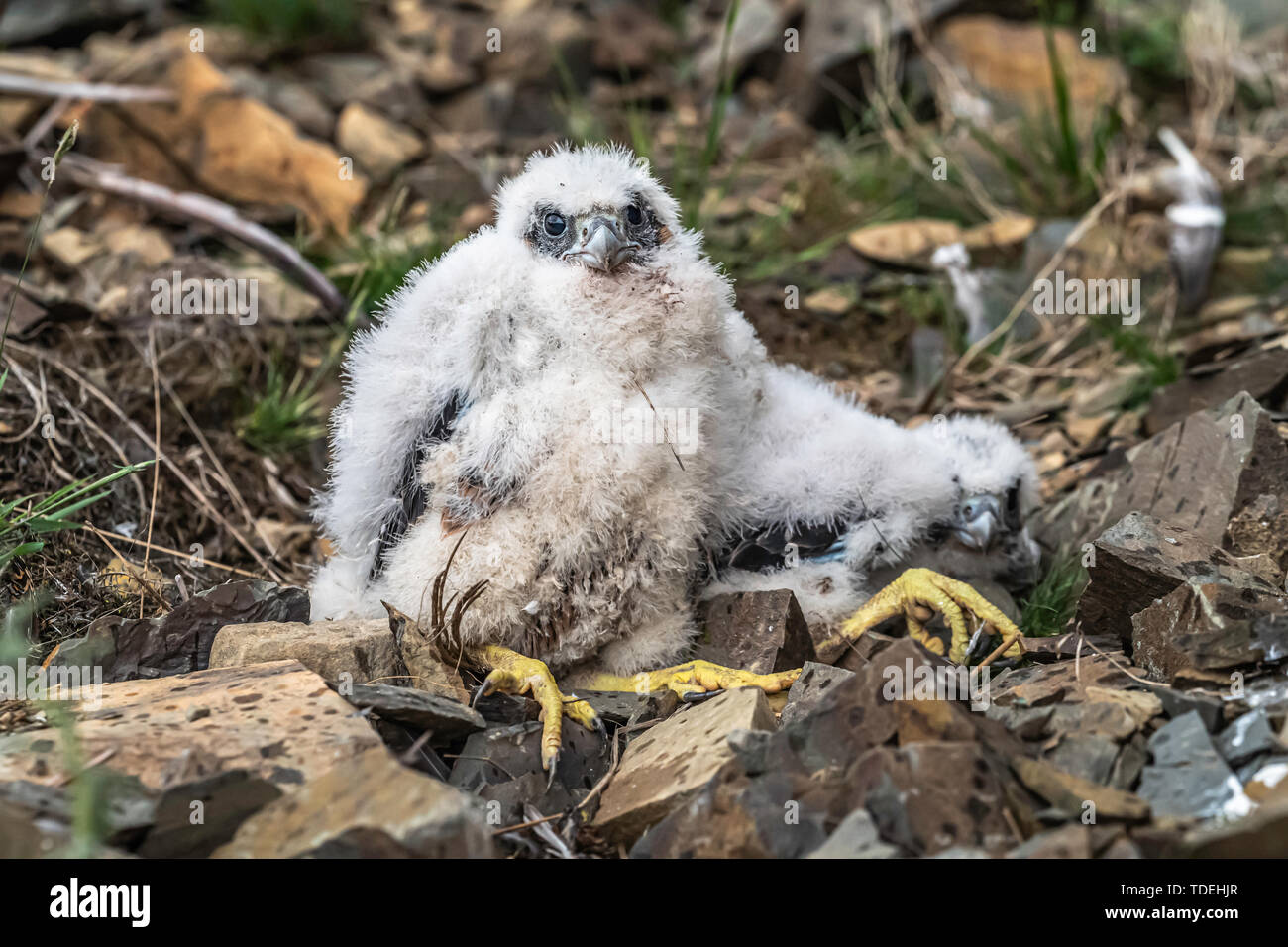 Hawick Scottish Borders Uk 15th June 2019 Three Week Old