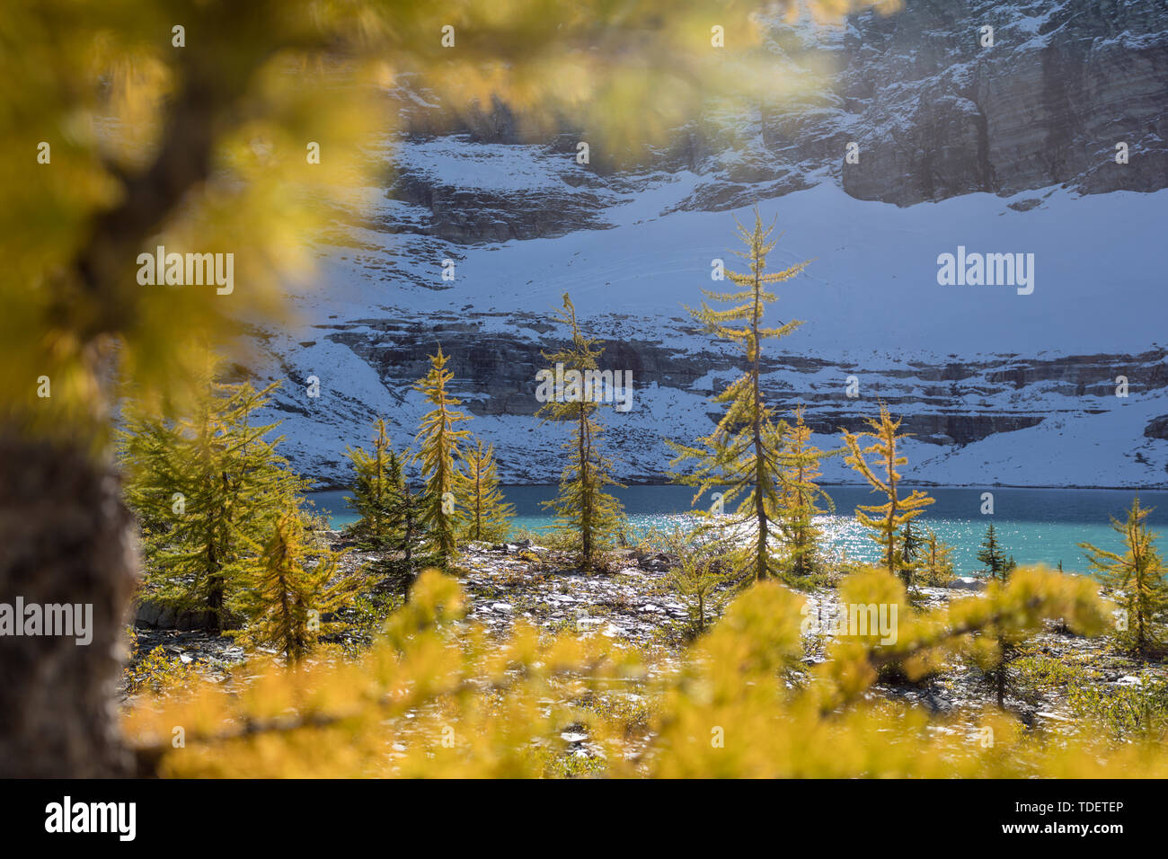 Larch Trees, East Kootenays, Rocky Mountains, British Columbia, Canada Stock Photo