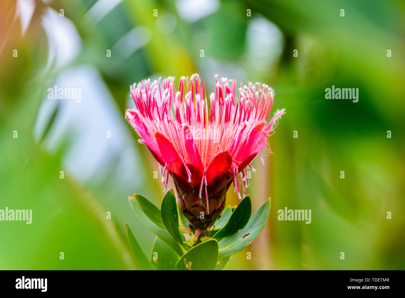 Emperor flower hires stock photography and images Alamy