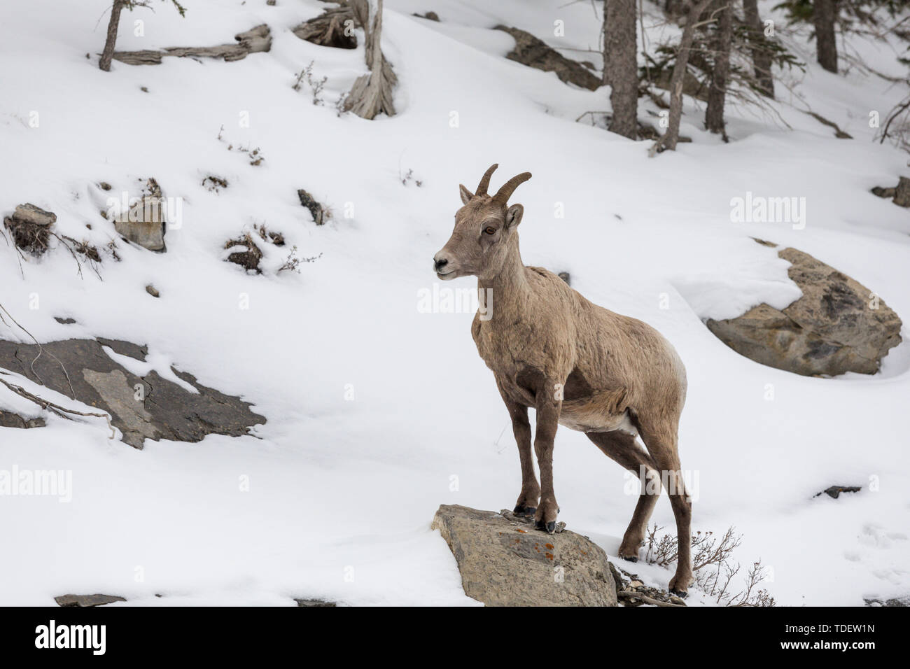 Mounain Goats, Spray Valley Lakes Provincial Park, Canmore, Kananaskis, Alberta, Canada Stock Photo