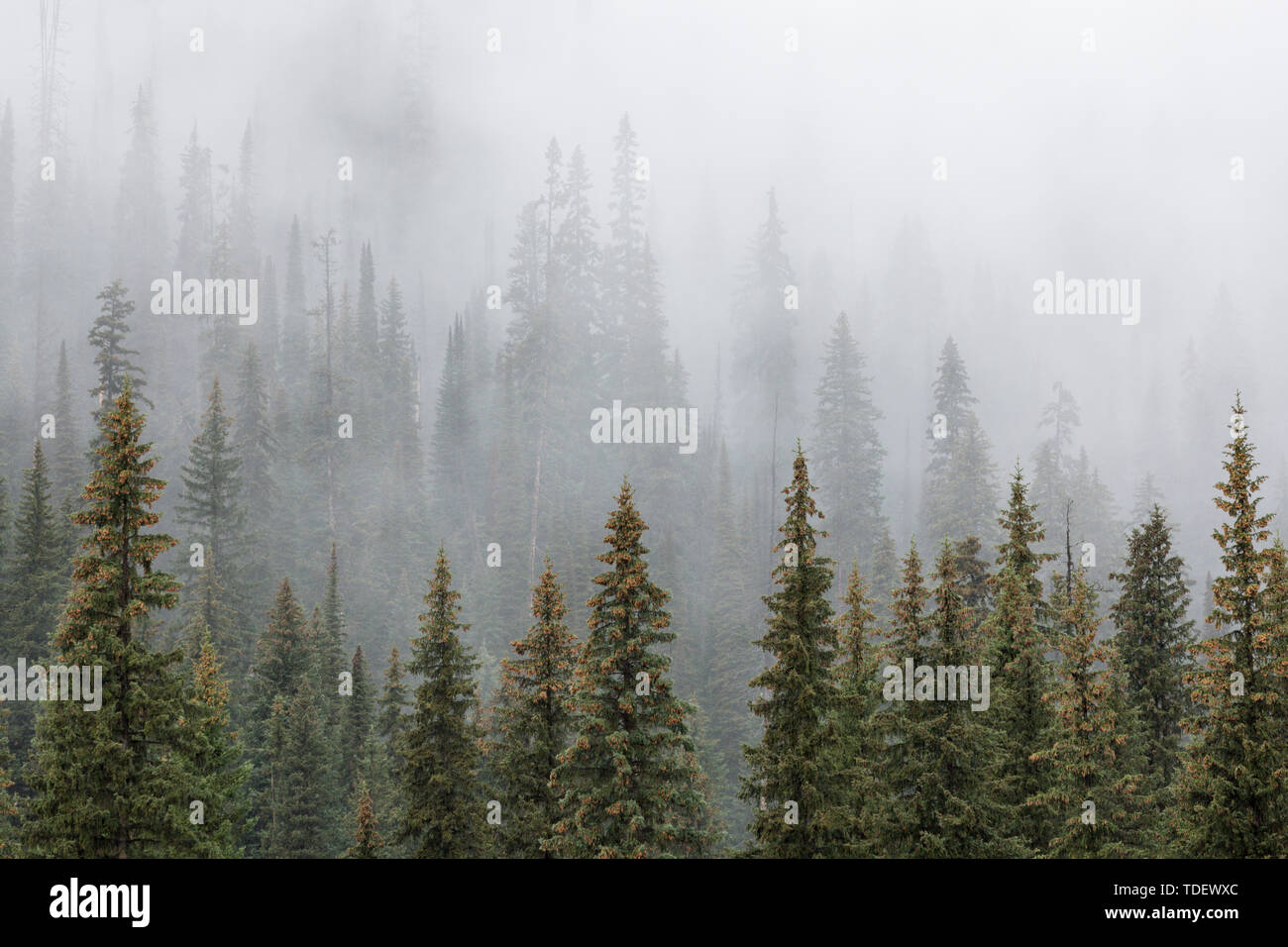 Forest in Fog, Yoho Nationalpark, British Columbia, Canada Stock Photo