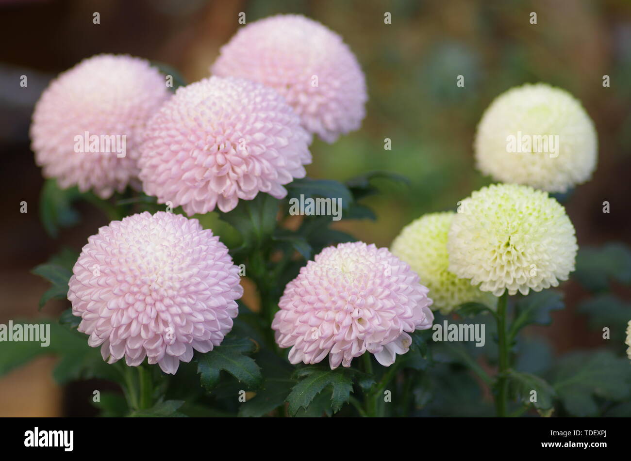 Planting chrysanthemum water hi-res stock photography and images - Alamy