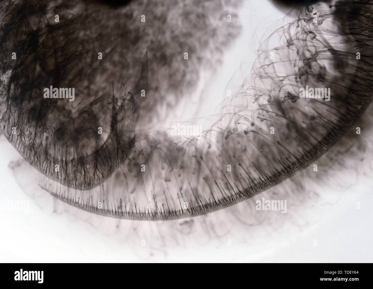 Ink Under Art ink underprint Stock Photo - Alamy