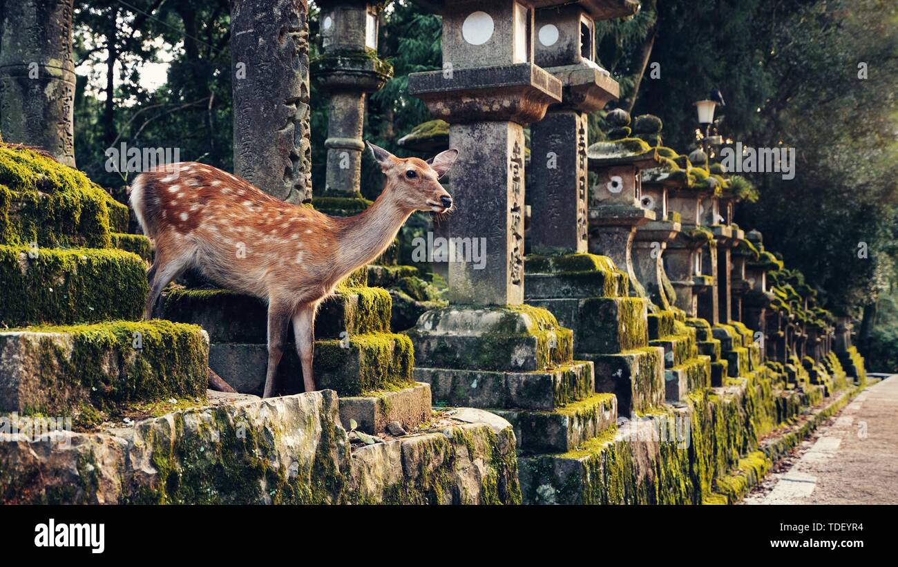 Nara fawn and shrine lanterns Stock Photo