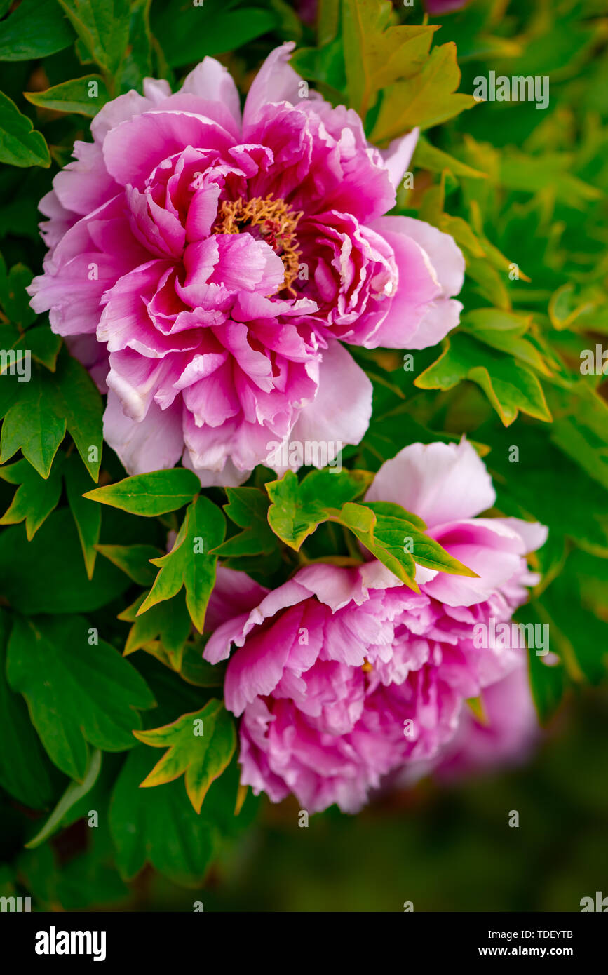Vibrant peony colors hi-res stock photography and images - Alamy