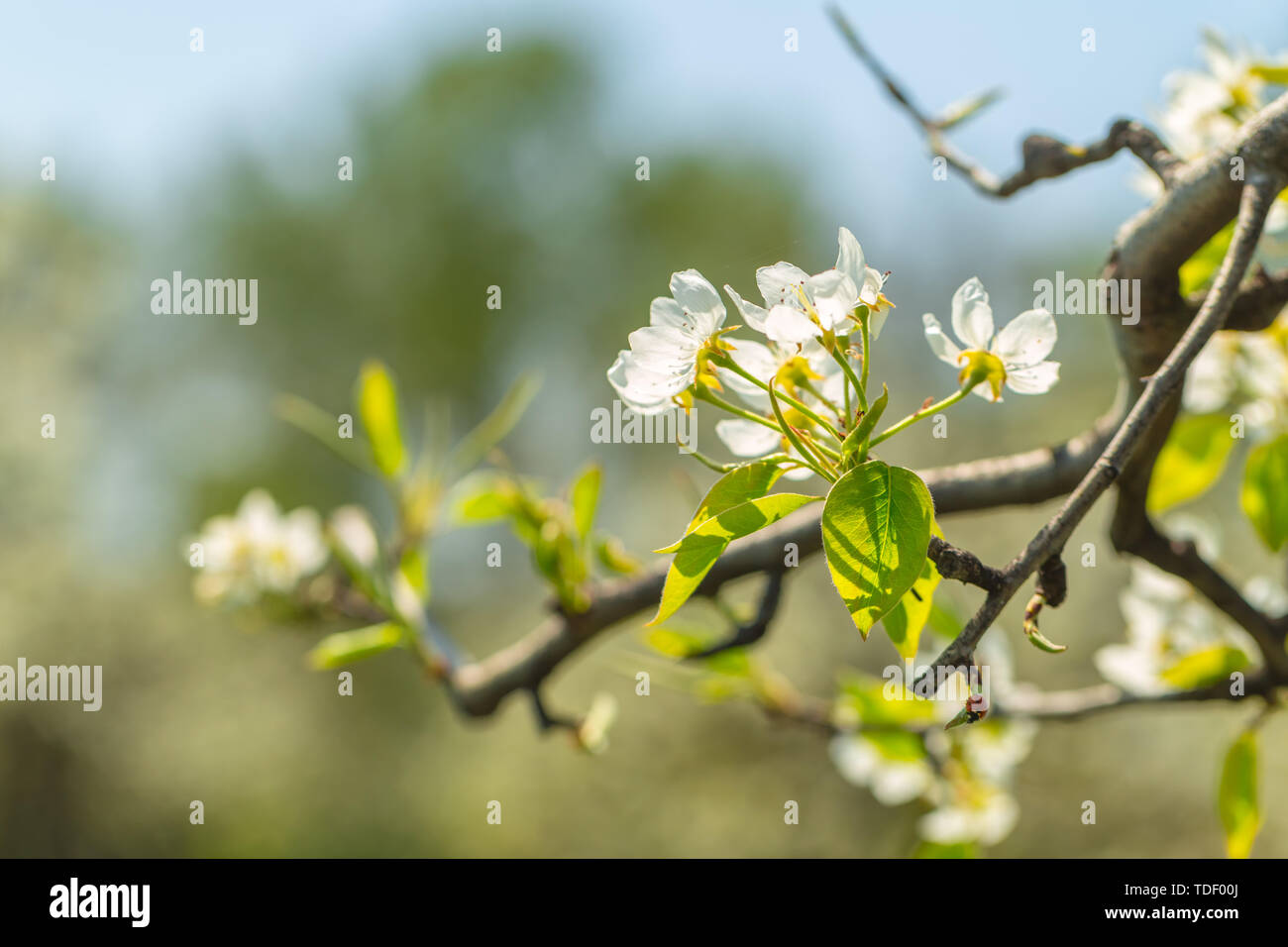 Cherry blossoms over blurred nature background Stock Photo - Alamy