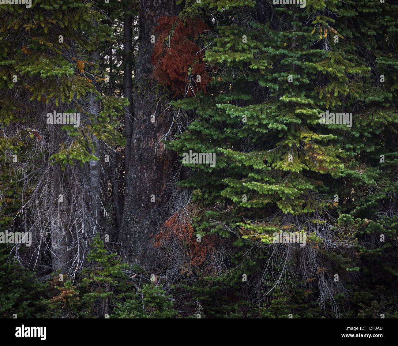 Forest Scene, East Kootenays, Rocky Mountains, British Columbia, Canada Stock Photo